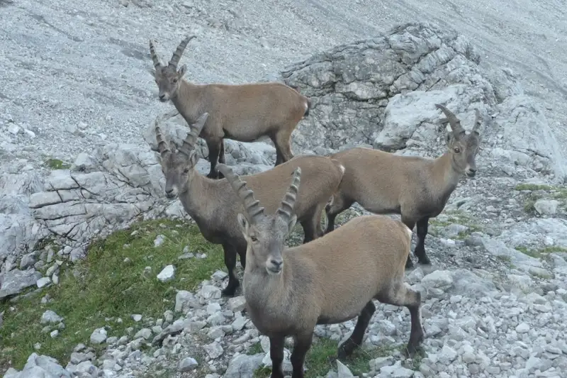 Steinbock-Wanderwoche im Allgäu - Bild 11