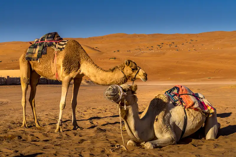 Oman entdecken – Ein verborgenes Juwel der Arabischen Halbinsel - Bild 19