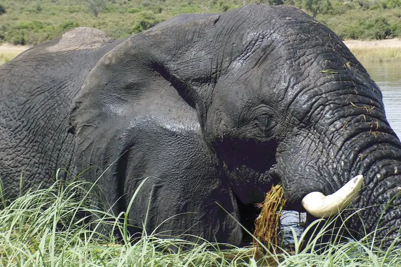 Namibia & Botswana - Tiervielfalt zwischen Wüstenbergen und Flussoasen - Bild 9