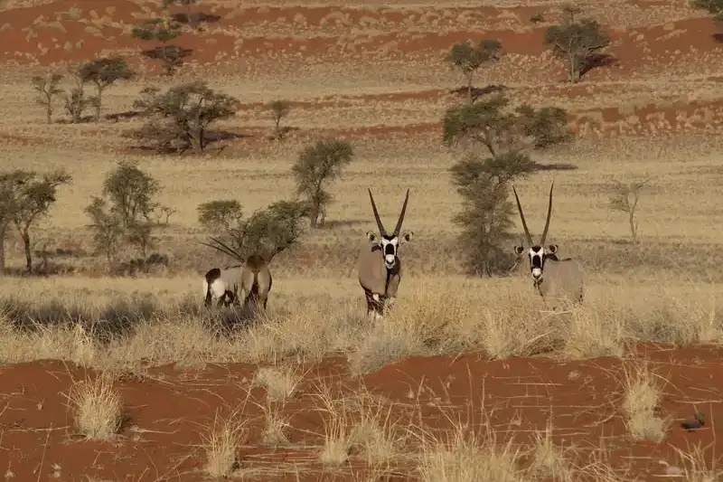 Namibia - die Wunderwelt der Wüsten - Bild 14