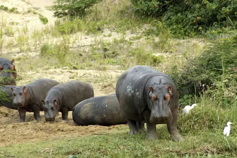Südafrika - Drakensberge & Safari im Nordosten - Bild 7