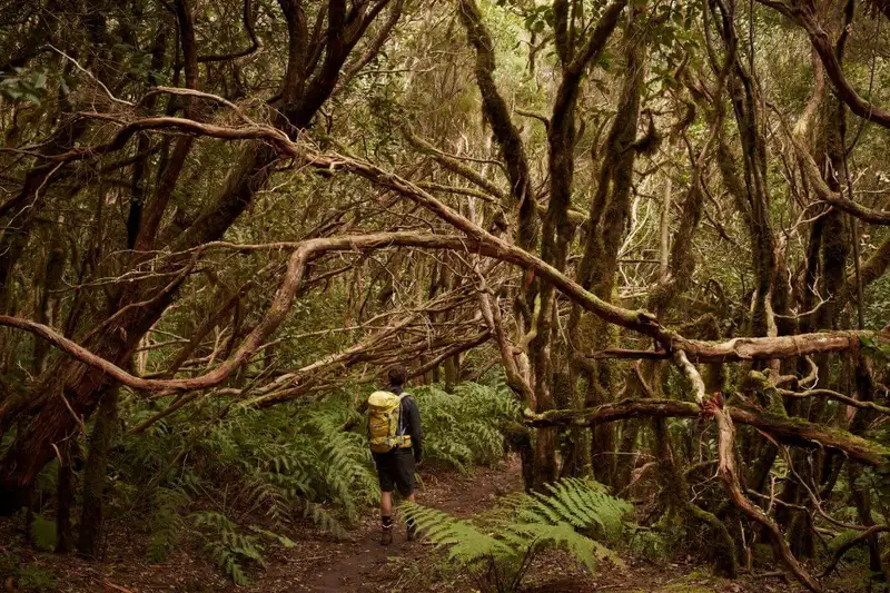 Die Highlights Teneriffas erwandern - Bild 6