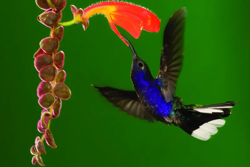Costa Rica naturnah erwandern - Bild 8