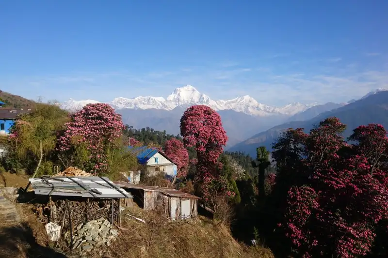 Nepal – Annapurna Panorama Lodge-Trek - Bild 7