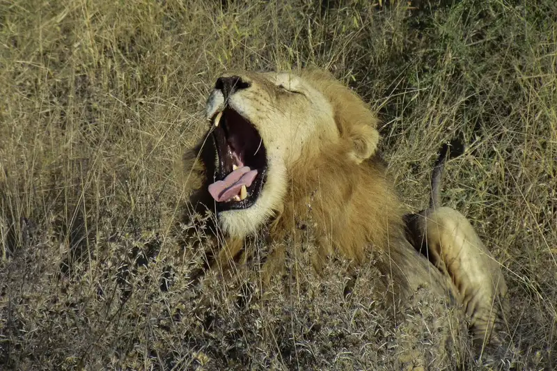 Südafrika - Afrikas Wildnis im Nordosten hautnah erleben - Bild 12