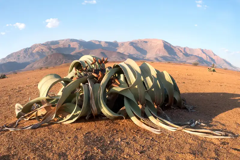 Namibia komfortabel erwandern - Bild 16