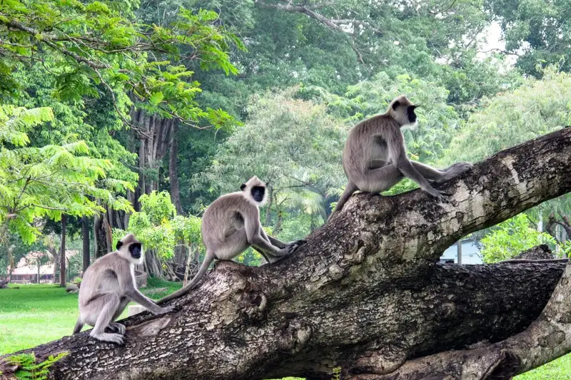 Magisches Sri Lanka - Eine Reise durch Geschichte, Natur und Kultur - Bild 2