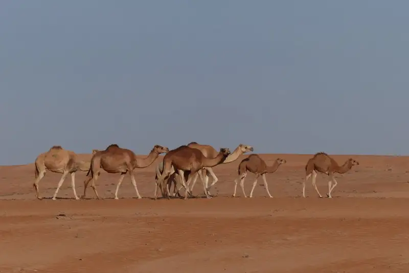 Oman - Ein Duft von 1001 Nacht im 21. Jahrhundert - Bild 13