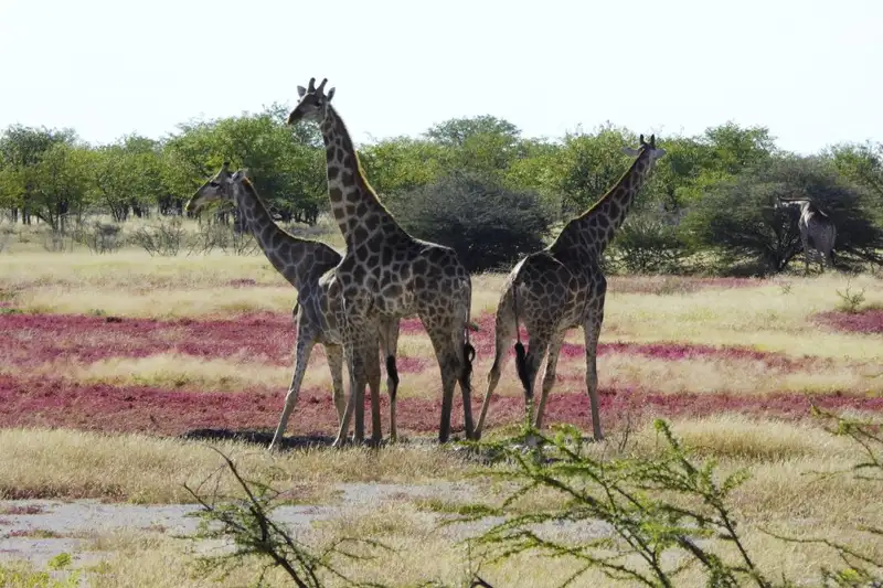 Namibias Naturwunder: Farbenpracht und grenzenlose Weite - Bild 11