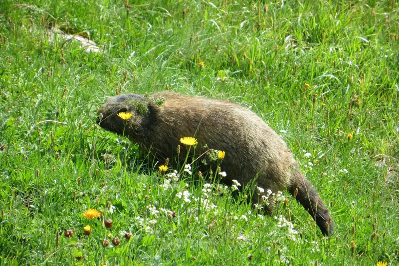 Allgäu Durchquerung - Bild 33