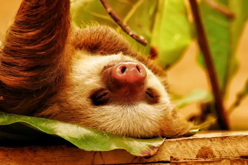 Costa Rica - Entdeckungsreise zu unberührten Nationalparks und lebendiger Kultur - Bild 21