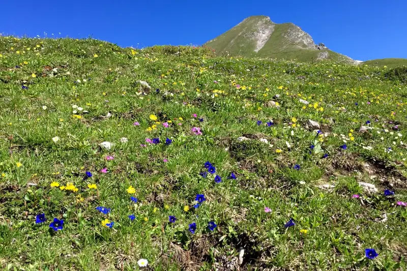 Steinbock-Wanderwoche im Allgäu - Bild 26