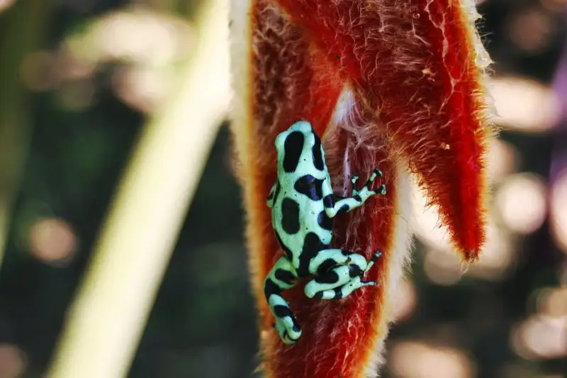 Costa Rica - Entdeckungsreise zu unberührten Nationalparks und lebendiger Kultur - Bild 18