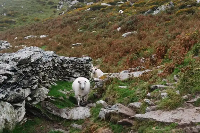 Individuelle Trekkingreise Irland - Kerry Way - Bild 5