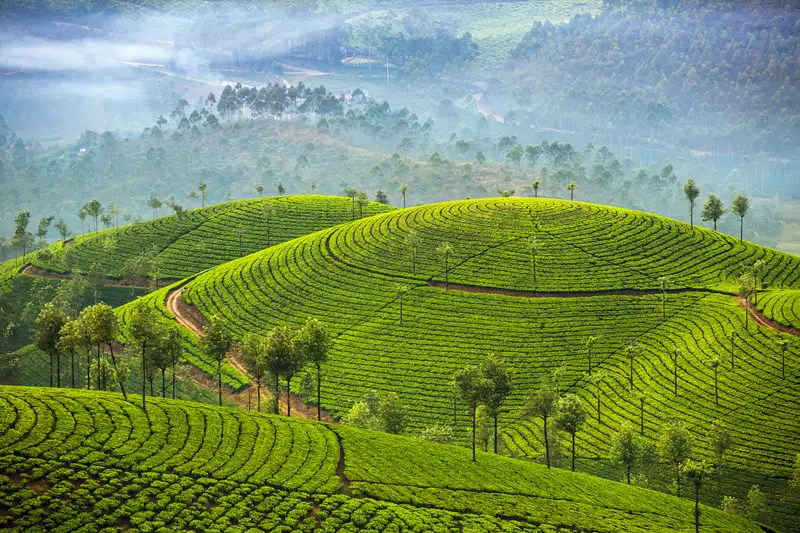 Sri Lankas Highlights erleben – Aktivreise durch Kultur und Natur - Bild 15