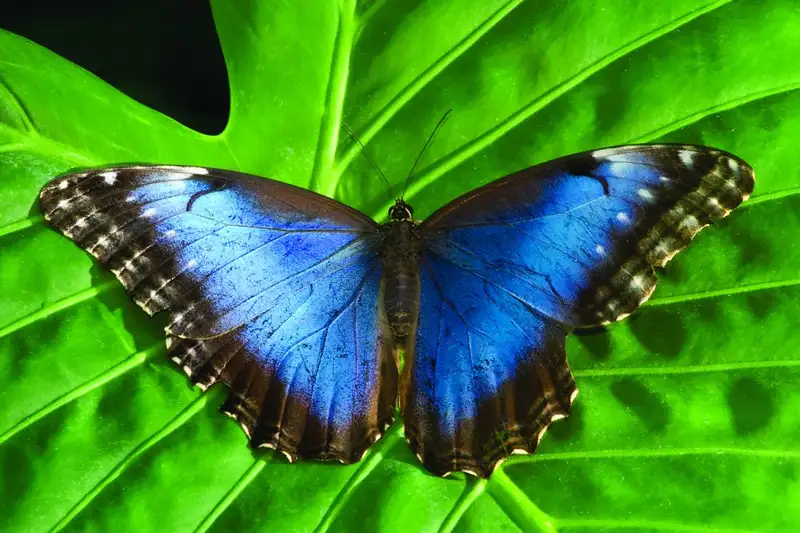 Costa Rica - Entdeckungsreise zu unberührten Nationalparks und lebendiger Kultur - Bild 11