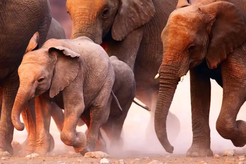 Südafrika - Drakensberge & Safari im Nordosten - Bild 12