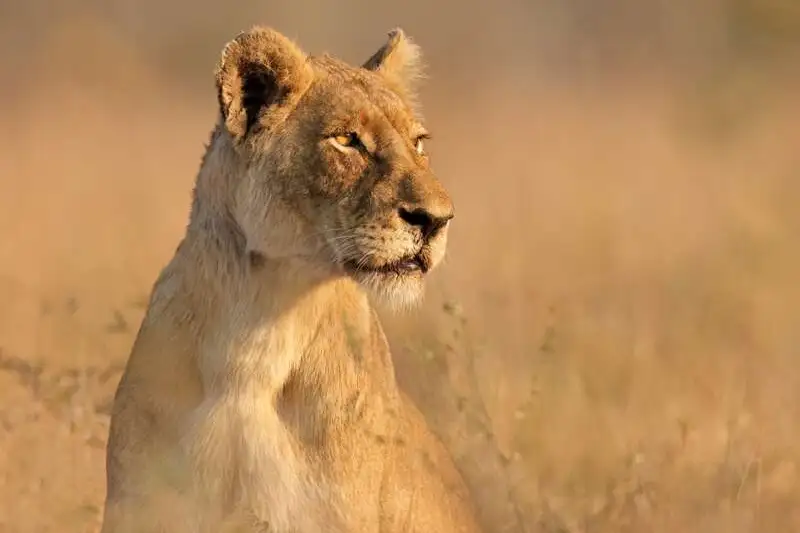 Südafrika - Drakensberge & Safari im Nordosten - Bild 3