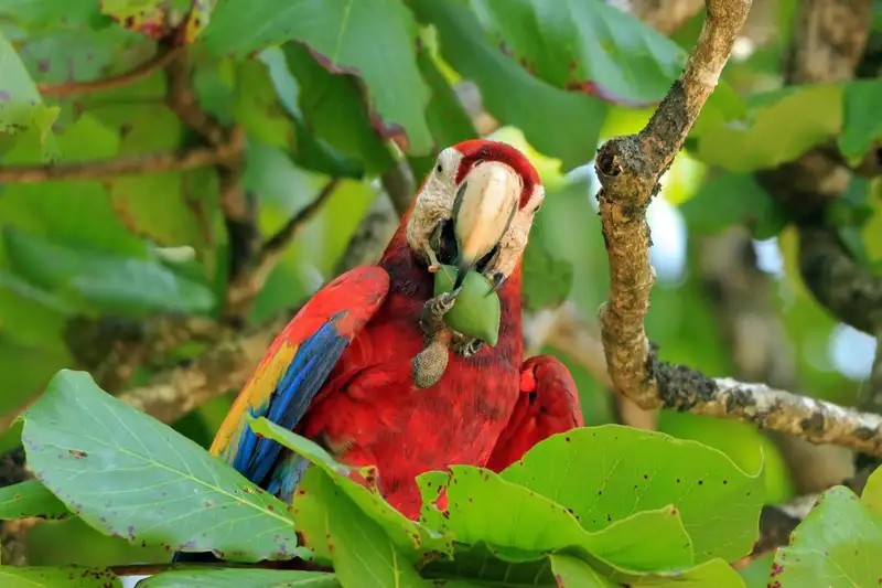 Costa Rica - Entdeckungsreise zu unberührten Nationalparks und lebendiger Kultur - Bild 3