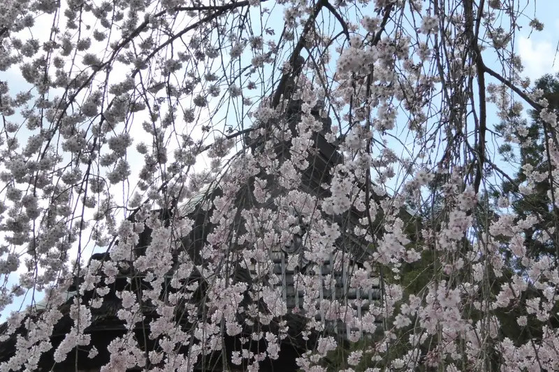Japan: Kirschblüte oder Herbstlaub zaubern Farbenwunder - Bild 12