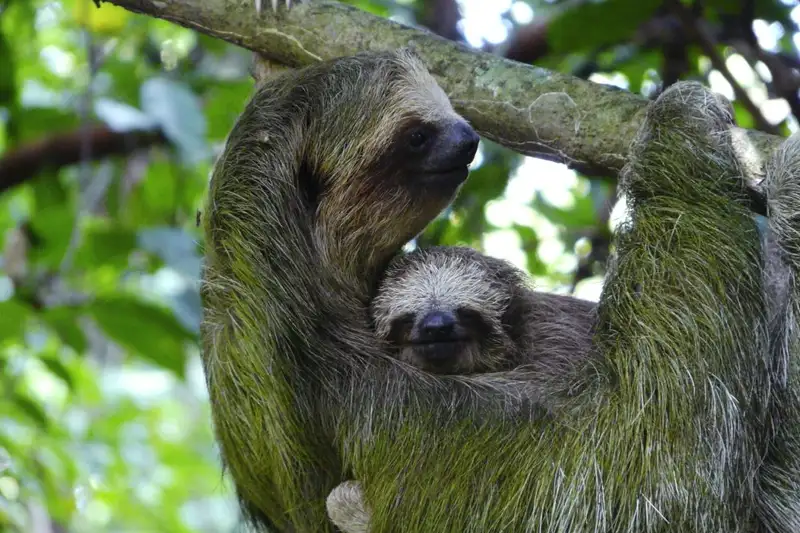 Costa Rica - Entdeckungsreise zu unberührten Nationalparks und lebendiger Kultur - Bild 15