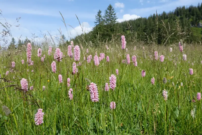 Allgäuer Hörnertour  - Bild 10