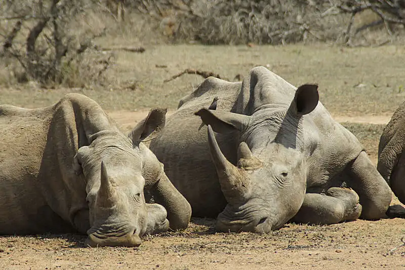 Südafrika - Drakensberge & Safari im Nordosten - Bild 2