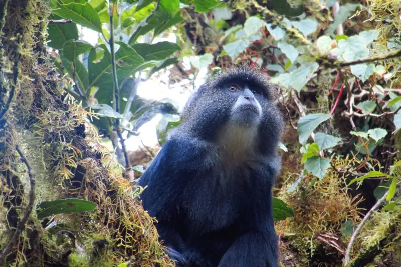 Kilimanjaro: Marangu-Route - Bild 10