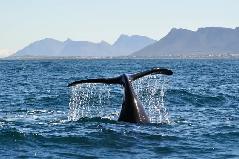 Südafrika - die Highlights der Kapregion entdecken - Bild 17