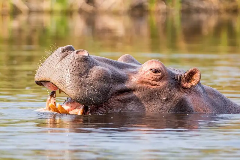 Namibia & Botswana - Tiervielfalt zwischen Wüstenbergen und Flussoasen - Bild 8