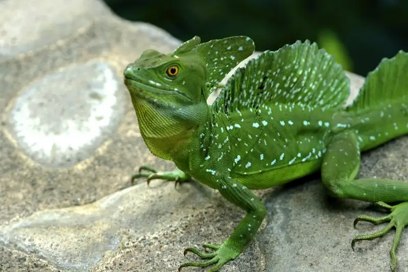 Costa Rica - Entdeckungsreise zu unberührten Nationalparks und lebendiger Kultur - Bild 19