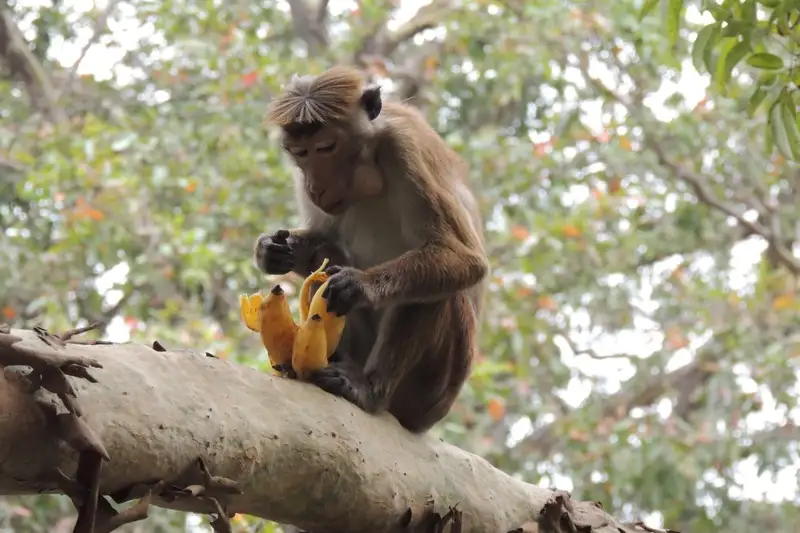 Magisches Sri Lanka - Eine Reise durch Geschichte, Natur und Kultur - Bild 7