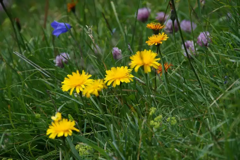 Allgäuer Hörnertour  - Bild 5