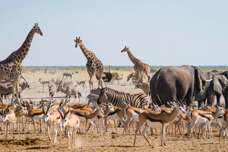 Namibia & Botswana - Tiervielfalt zwischen Wüstenbergen und Flussoasen - Bild 2