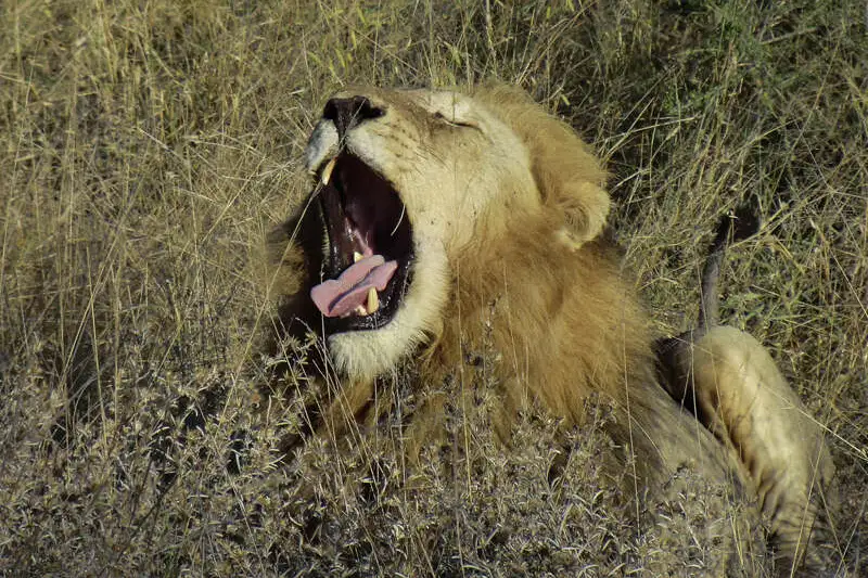 Südafrika - Drakensberge & Safari im Nordosten - Bild 4
