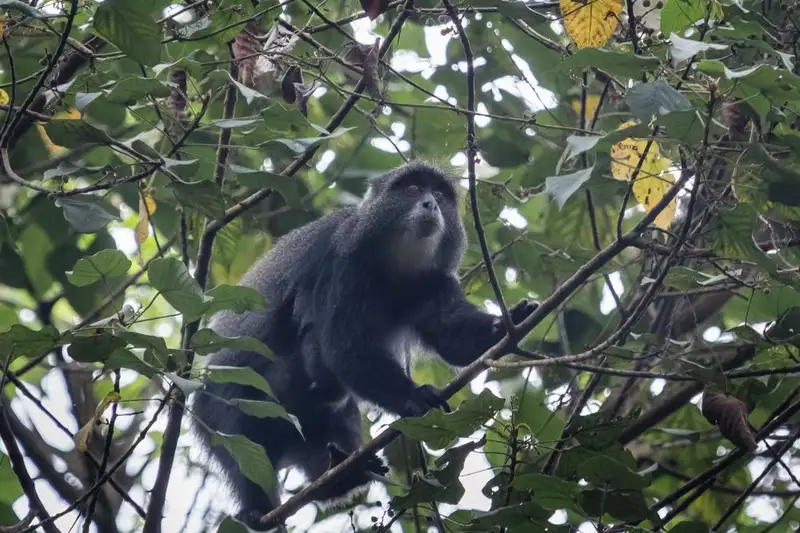 Kilimanjaro Lemosho-Route (Northern Circuit) - individuell - Bild 5