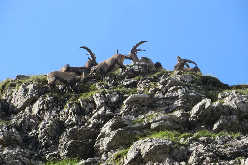 Steinbock-Wanderwoche im Allgäu - Bild 25