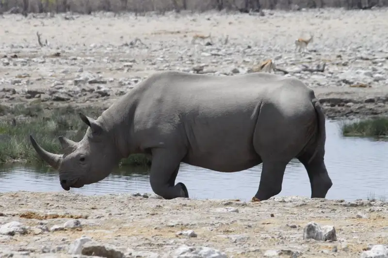 Südafrika, Namibia, Botswana, Simbabwe - Entdeckungsreise durch das südliche Afrika - Bild 8