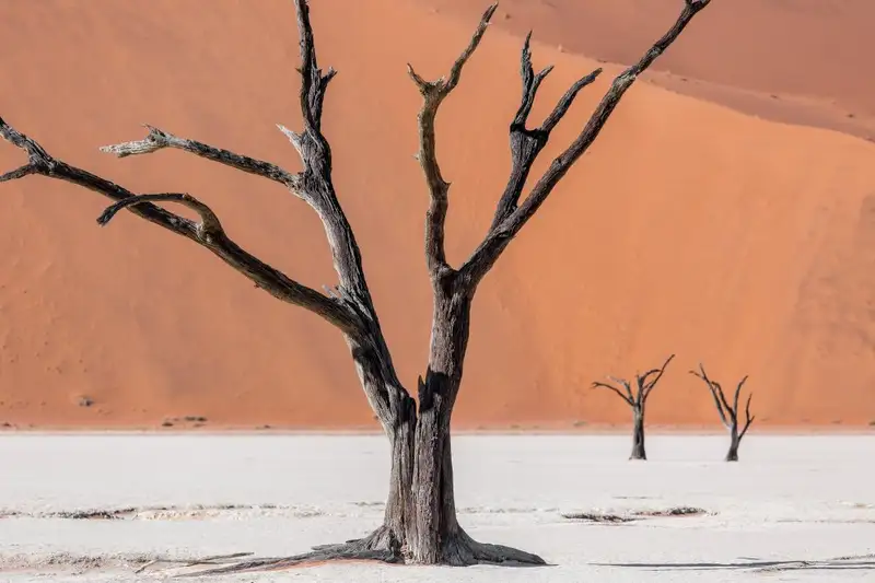 Südafrika, Namibia, Botswana, Simbabwe - Entdeckungsreise durch das südliche Afrika - Bild 11