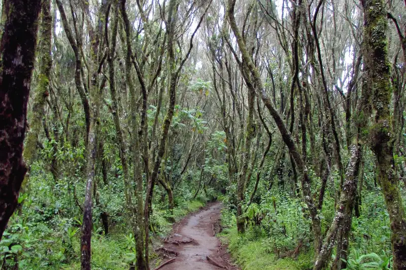 Kilimanjaro: Marangu-Route - Bild 4