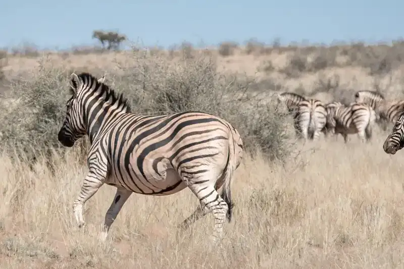 Namibia - die Wunderwelt der Wüsten - Bild 20