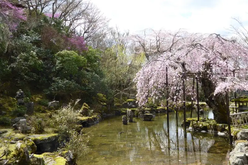 Japan: Kirschblüte oder Herbstlaub zaubern Farbenwunder - Bild 16