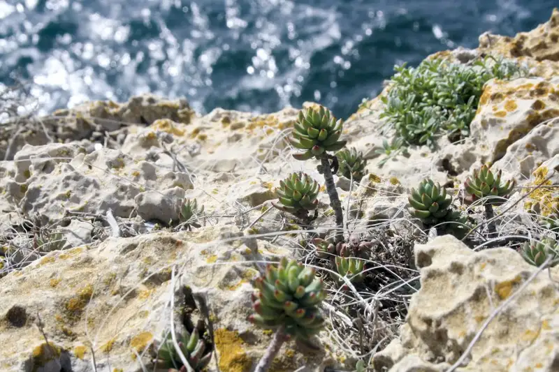 Entlang der Atlantikküste Portugals: Wilde Schönheit und bunte Hafenstädtchen - Bild 13