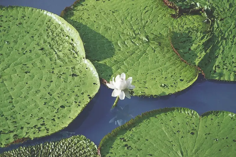 Durchquerung Perus von West nach Ost – von den Anden bis zum Amazonas - Bild 12