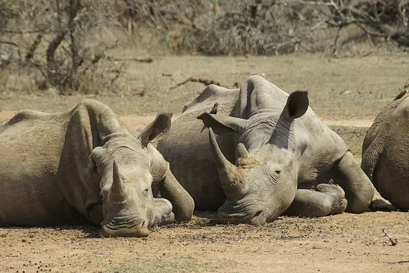 Südafrika - Afrikas Wildnis im Nordosten hautnah erleben - Bild 21
