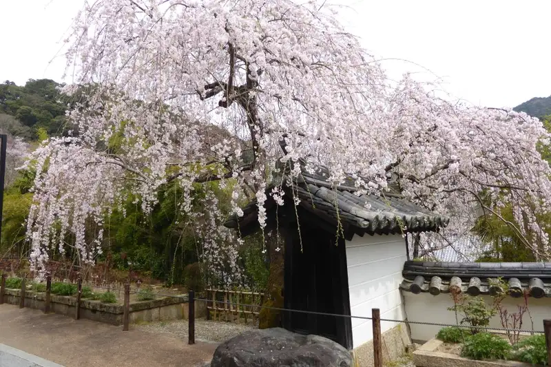 Japan: Kirschblüte oder Herbstlaub zaubern Farbenwunder - Bild 18