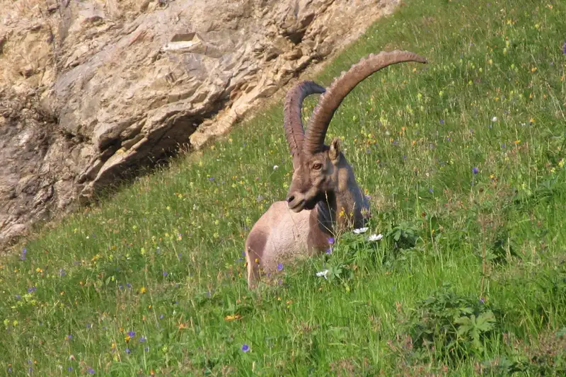 Steinbock-Wanderwoche im Allgäu - Bild 19