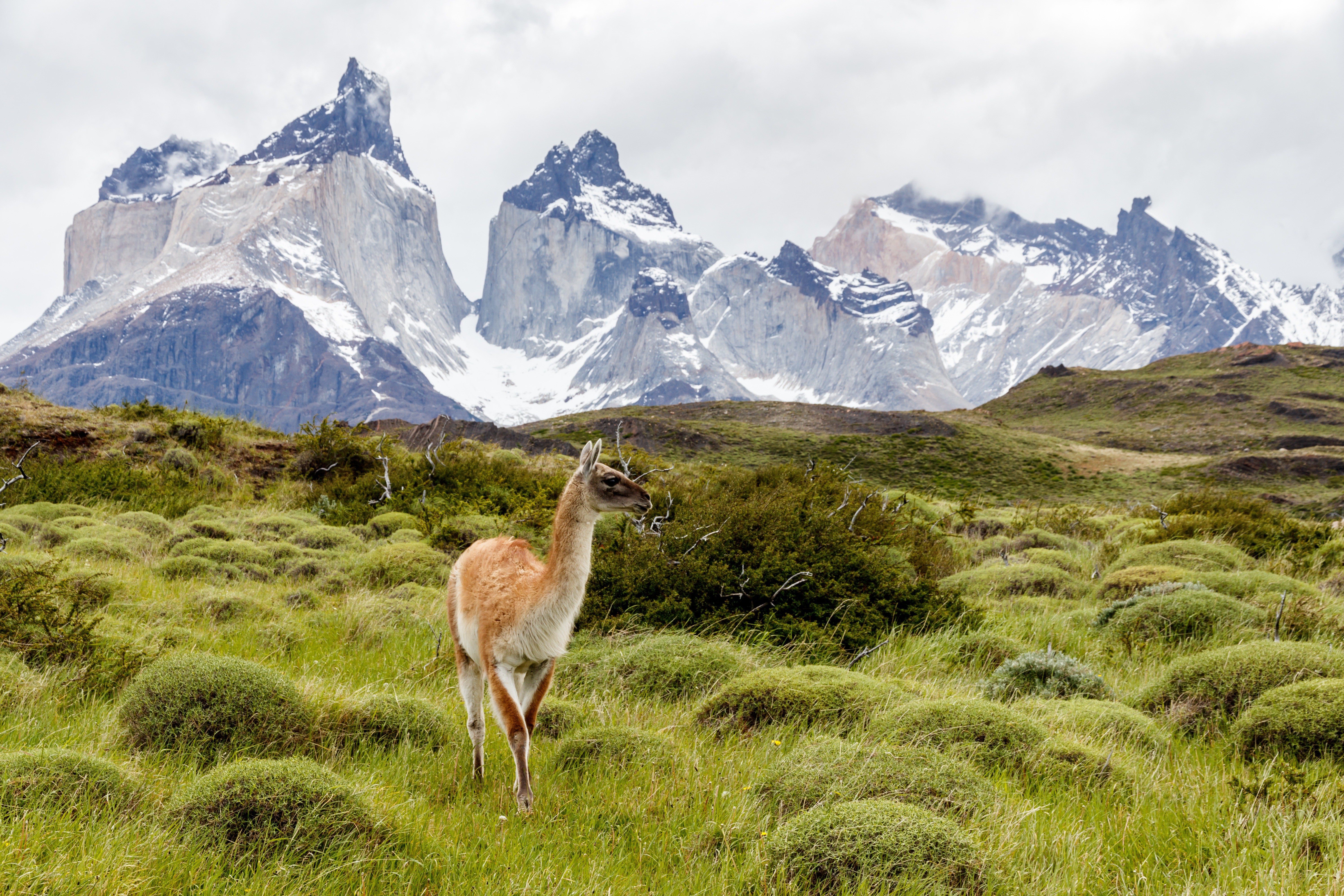 Guanakos gehören zu den typischen Bewohnern des Torres-del-Paine-Nationalparks in Patagonien