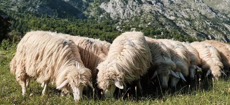 Die Küste von Albanien