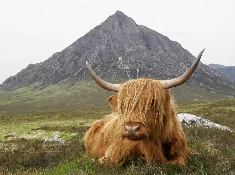 Unsere sehr sympatischen, zotteligen Begleiter: schottische Hochlandrinder